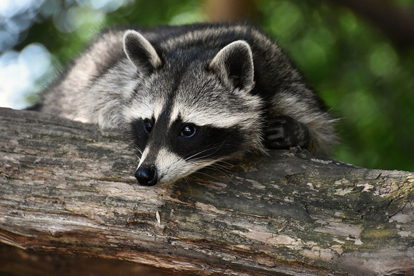 image of a raccoon