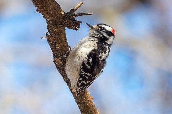 image of a downy woodpecker