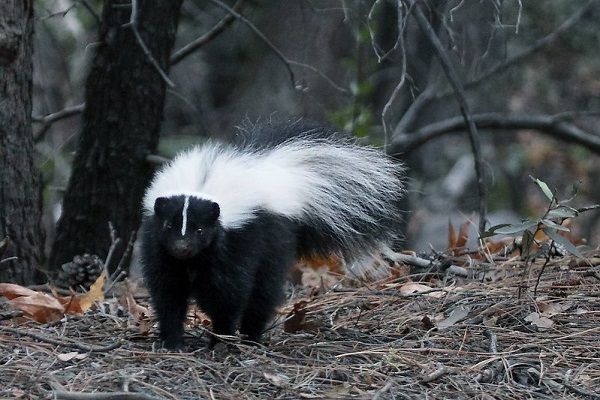 image of a skunk