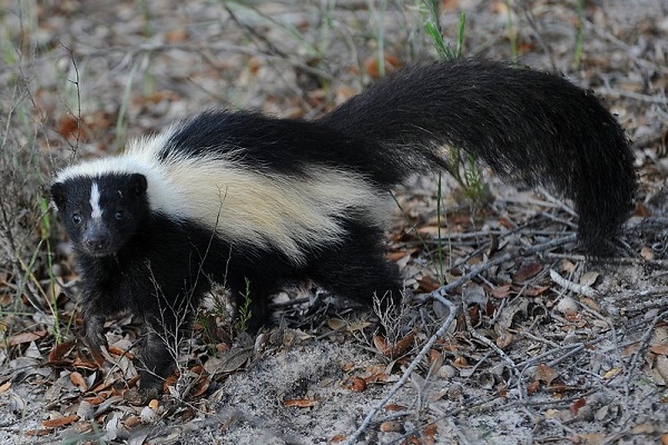 image of a skunk