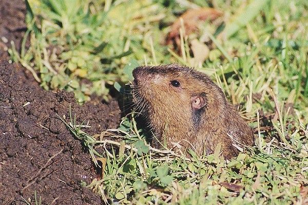 image of a gopher