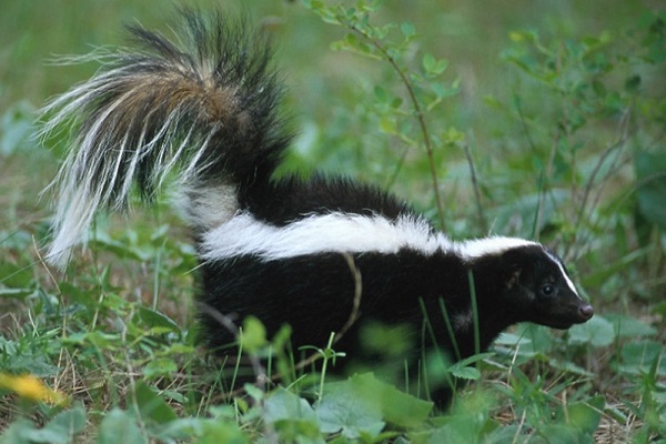 image of a skunk