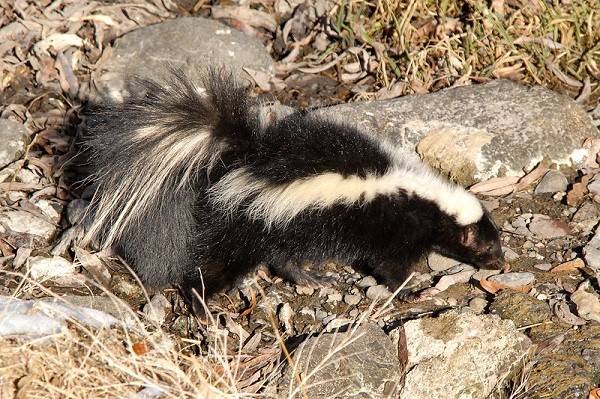 image of a skunk