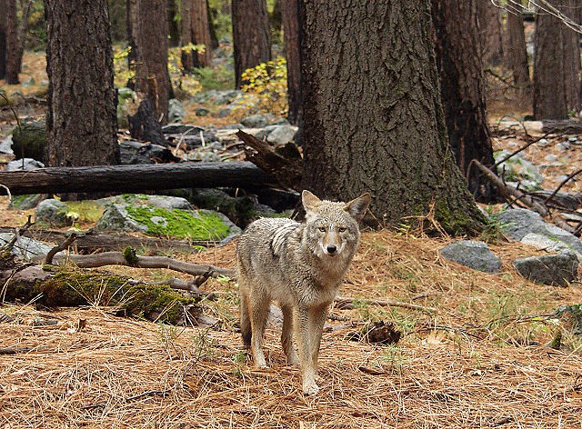Image of a coyote