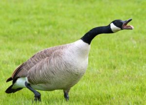 Canada goose in the garden