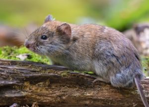 Vole on the ground