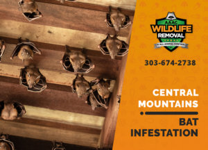bat infestation central mountains