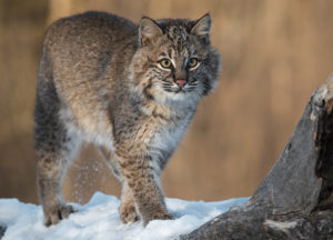 Bobcat in a forest