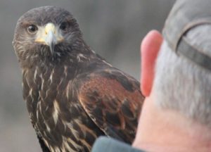 Bird looking at a man