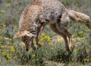 Coyote in the garden