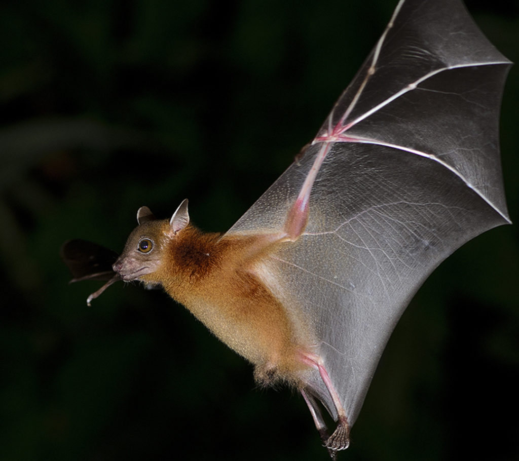 Bat Removal McKinney