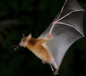 Fying bat