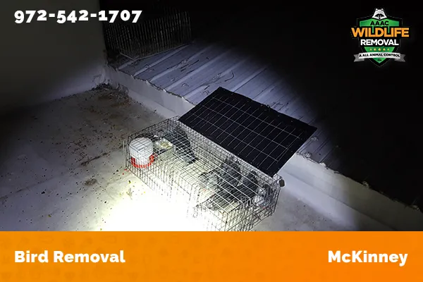 Bird Removal McKinney