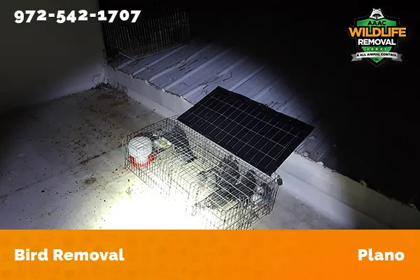 Bird Removal Plano