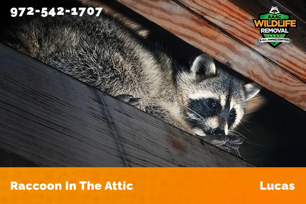 Raccoon In The Attic Lucas