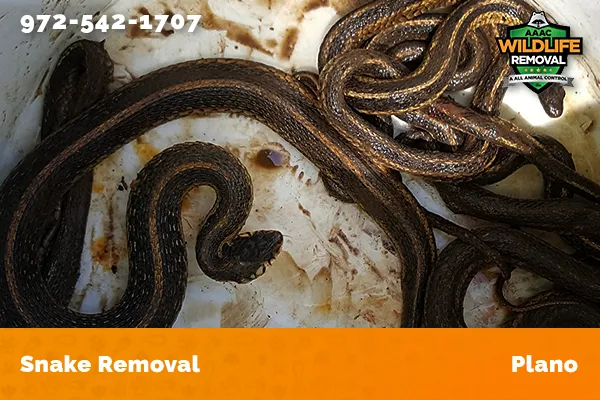 Snake Removal Plano