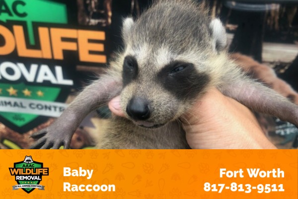 Baby Raccoon Fort Worth