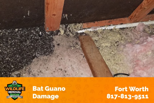 Bat Guano Damage Fort Worth