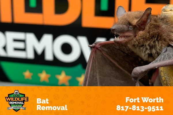 Bat Removal Fort Worth