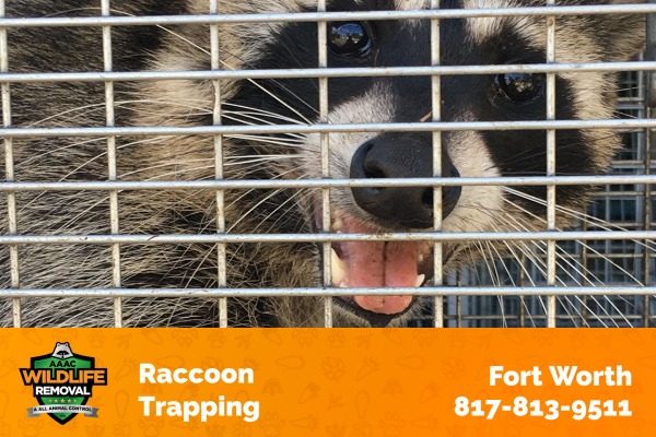 Raccoon Trapping Fort Worth