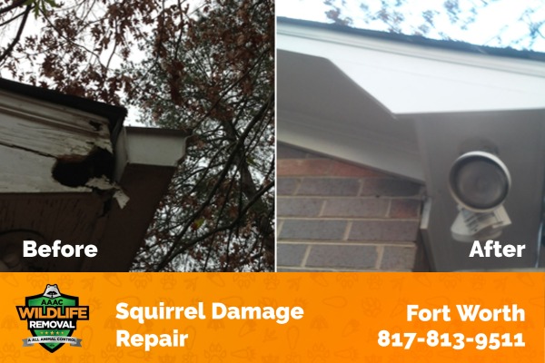 Squirrel Damage Repair Fort Worth