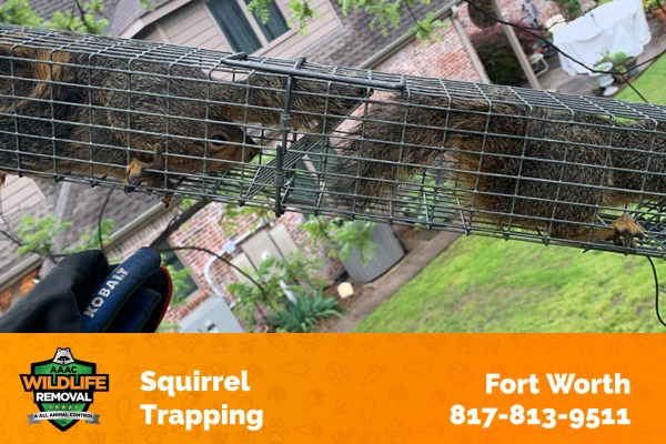 Squirrel Trapping Fort Worth