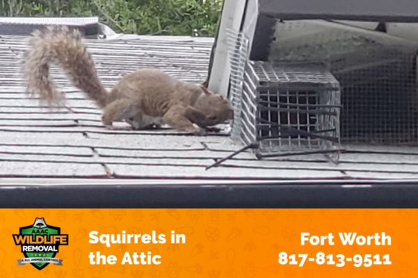 Squirrels in the Attic Fort Worth