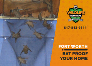 bat proofing my fort worth home