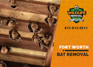bat exclusion in fort worth