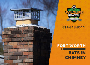 bat in chimney fort worth