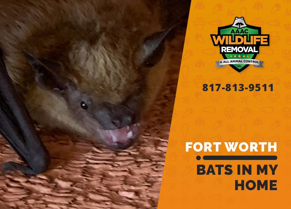 Bats In My Home AAAC Wildlife Removal of Fort Worth