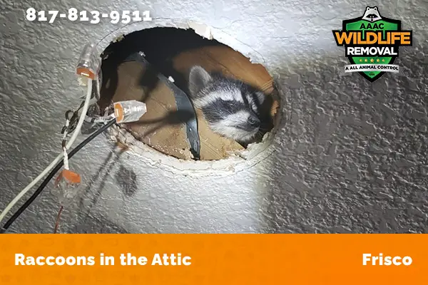 Racoon in the attic in Frisco