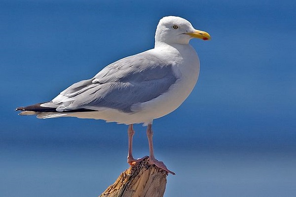 image of a bird
