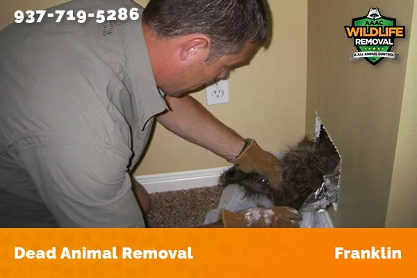 Dead Animal Removal Franklin