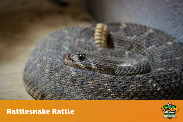 Relaxed Rattlesnake What is in a Rattlesnake's Rattle? - AAAC Wildlife Removal of Dayton