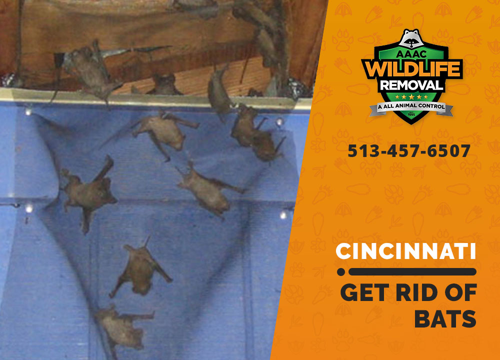 Get Rid Of Bats - AAAC Wildlife Removal of Cincinnati