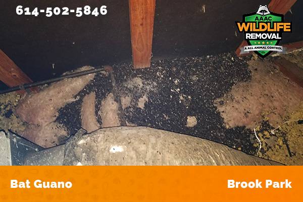 Bat Guano found in an attic in Brook Park