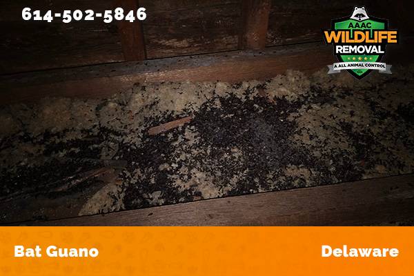 Bat Guano found in an attic in Delaware