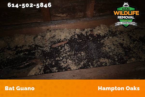 Bat Guano found in an attic in Hampton Oaks