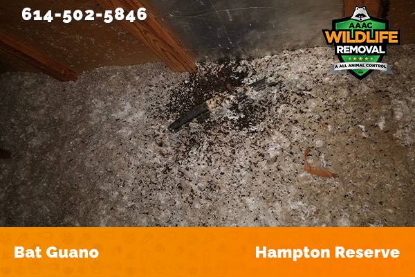Bat Guano found in an attic in Hampton Reserve