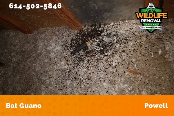 Bat Guano found in an attic in Powell