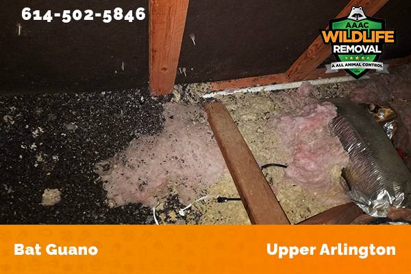 Bat Guano found in an attic in Upper Arlington