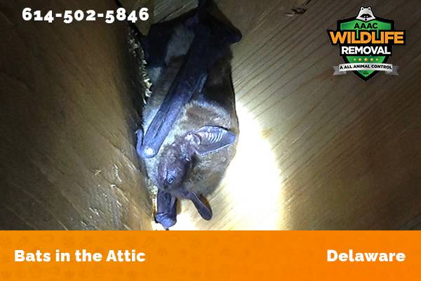 Bats in an attic in Delaware
