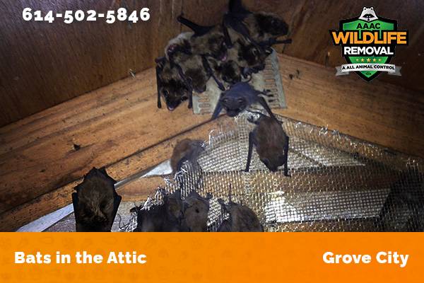 Bats in an attic in Grove City