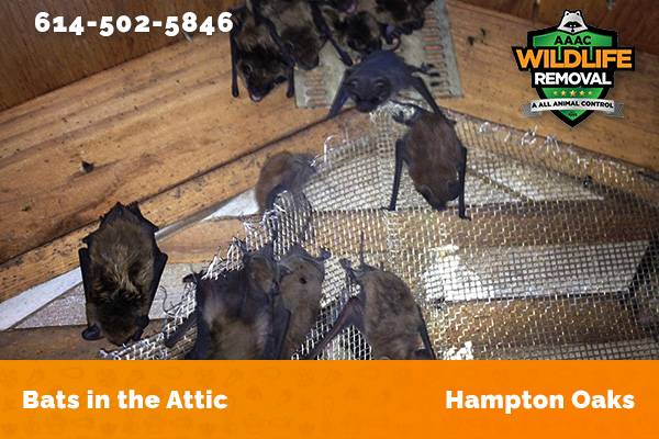 Bats in an attic in Hampton Oaks