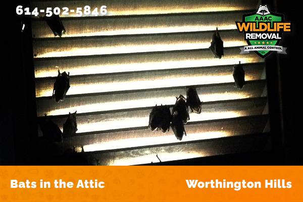 Bats in an attic in Worthington Hills