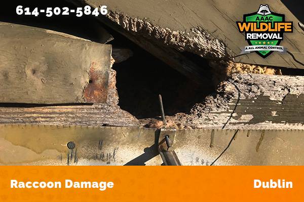 damage to roofline caused by raccoon in Dublin