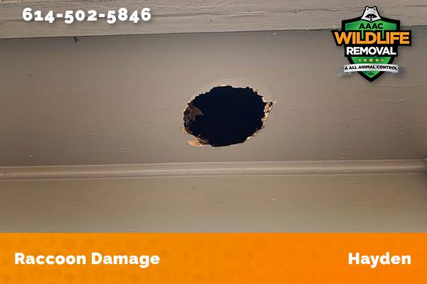 damage to roofline caused by raccoon in Hayden