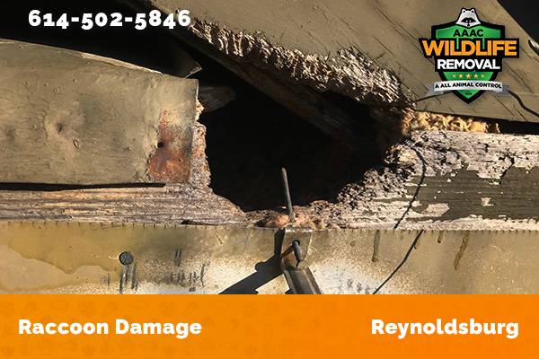 damage to roofline caused by raccoon in Reynoldsburg