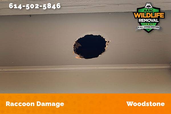 damage to roofline caused by raccoon in Woodstone